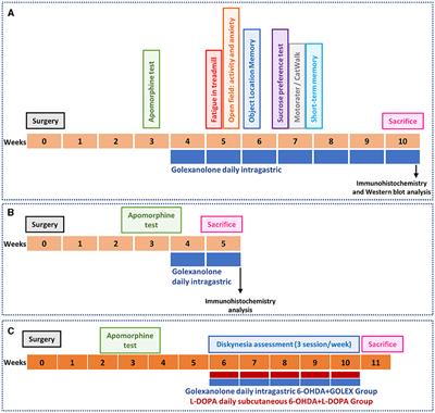 Golexanolone reduces glial activation in the striatum and improves non-motor and some motor alterations in a rat model of Parkinson's disease